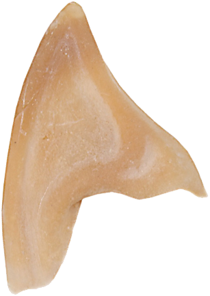 Grimas Latex Puntige Oren 4 Grimas Latex Puntige Oren - Afbeelding 2